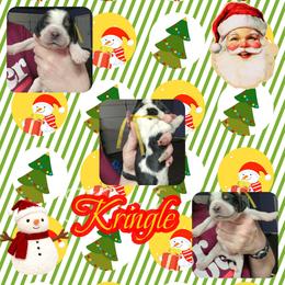 Kringle - Black white and tan male English Springer Spaniel puppy in Westover, Maryland from Sterling's springer Haven