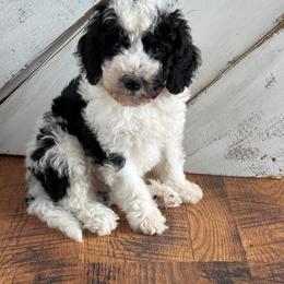 Boy 3 - Black and white male Bernedoodle puppy in Amherst, Nebraska from Pile Family Goldendoodles
