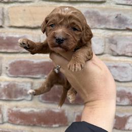 Toby (yellow collar ) - Red male Cavapoo puppy in Redding, California from Lipscomb Doodles