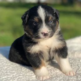 Australian Shepherd Puppies from DC Aussies