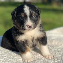 Australian Shepherd Puppies from DC Aussies