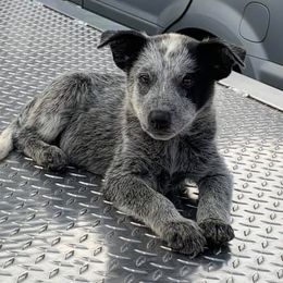 Australian Cattle Dogs and Dachshunds from Kari's Dachshunds and Heelers