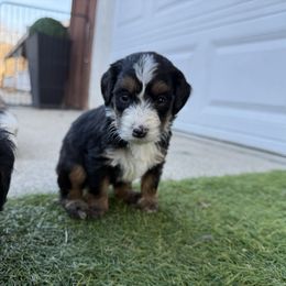 Maple Multigen - Tri-color female Bernedoodle puppy in Wamego, Kansas from Doodles of Oz