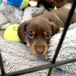Dachshund Puppies from Rogue River Ranch Doxies