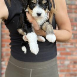 Australian Labradoodle, Bernedoodle, and Cavapoo Puppies from The Poodle Co. Raising Doodles & Poodles