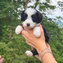 Rio - Black tri-color male Assorted Doodle Crosses puppy in Calhoun, Georgia from Happy Top Doodles