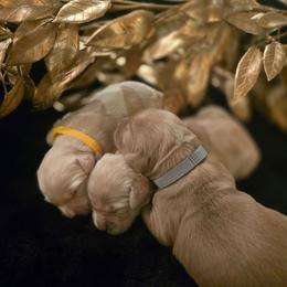 Prada - Apricot female Goldendoodle puppy in Red Oak, Iowa from Fisher Pups-Stay Golden with a Doodle