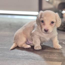 Ella - Cream female Dachshund puppy in Hornbeck, Louisiana from A&Z Mini Dachshunds
