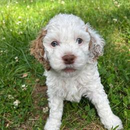 Tundra - Red and white male Cockapoo puppy in Egg Harbor City, New Jersey from Grace Given Cockapoos (GGC)