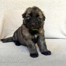Dopey (Dark Green) - Gray sable male Shiloh Shepherd puppy in Vancouver, Washington from North By Northwest Shilohs “NBN”
