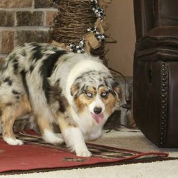 Oakley - Australian Shepherd