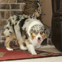 Oakley - Australian Shepherd