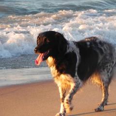 Stabyhoun All Grown Up from Fryske Point