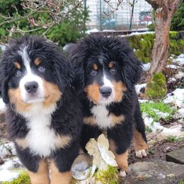 Bernese Mountain Dogs from Fairday