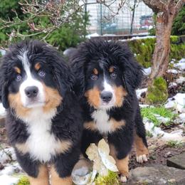 Bernese Mountain Dogs from Fairday
