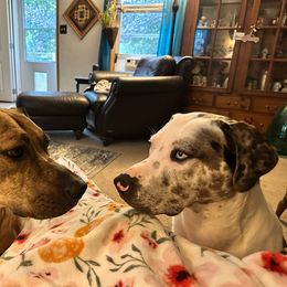 Catahoula Leopard Dog Puppies from Bons Temps Catahoulas