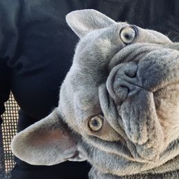 French Bulldogs from Villalobos Frenchies