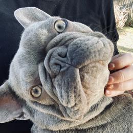 French Bulldogs from Villalobos Frenchies