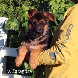 Boy 2 - Black and red male German Shepherd puppy in Stockton, California from Zaragoza German Shepherds