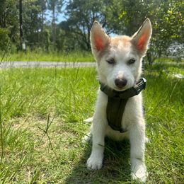 Roxy - Brown and white female Siberian Husky puppy in Kingstree, South Carolina from FurryPawKennel