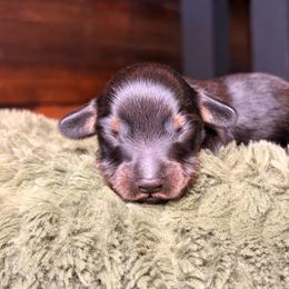 Pip - Black and tan male Dachshund puppy in Washburn, Tennessee from Clinch Mountain Dachshunds