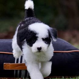 Australian Labradoodles, Bernedoodles, Goldendoodles, Poodles, and Sheepadoodles from Sutton Place Doodles