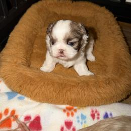 Boy 1 - Sable and white male Shih Tzu puppy in Humboldt, Iowa from Hill’s Puppies