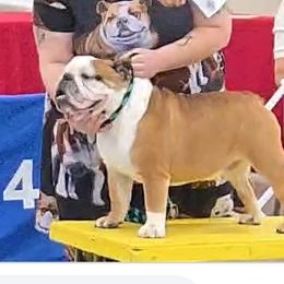 Stetson - Bulldog