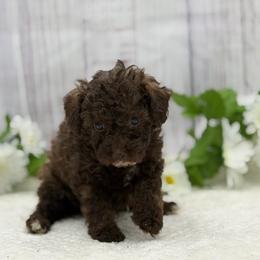 Cooper - Brown male Poodle puppy in Nashville, Arkansas from Cuddles n Curls