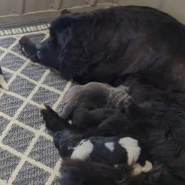 Newfoundland Black Female - Black female Newfoundland puppy in Burfordville, Missouri from Umfleet Farms