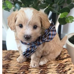 ASTON - Apricot male Maltipoo puppy in Spring, Texas from GlamPaw Maltipoos