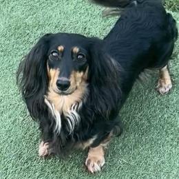 Dolly - Dachshund