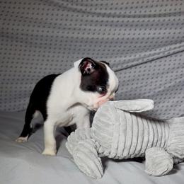 Ronaldo - Black brindle and white male Boston Terrier puppy in London, Kentucky from Puppy Love