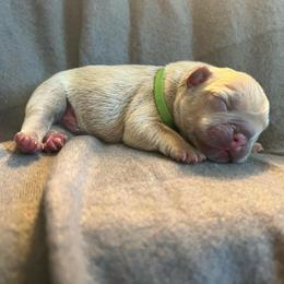 Arthur Green Collar from OFA'd parents - Fawn and white male French Bulldog puppy in Billings, Montana from Montana Made Frenchies