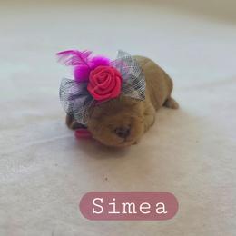 Simea - female Cavapoochon puppy in Bullard, Texas from Cavapoochon Central LLC