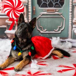 German Shepherds from Haus Der Herzenskrieger