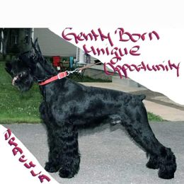 Dracula  - Giant Schnauzer