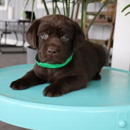 Lake - Chocolate female Labrador Retriever puppy in Camden, Indiana from Camden's Caring Canines