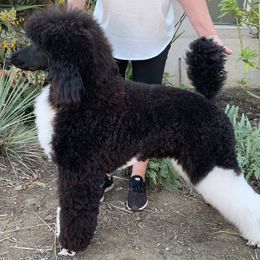 Poodles from Annie's CA Standard Poodles