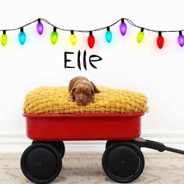 Elle - Red  female Goldendoodle puppy in Spanish Fork, Utah from Oodles of Floofy Doodles