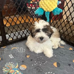 Falcor - Red sable male Havanese puppy in Broomfield, Colorado from Tamaran Havanese