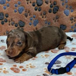 Boy 2 - Dapple male Dachshund puppy in Stilwell, Oklahoma from Ross's Desert Doxies