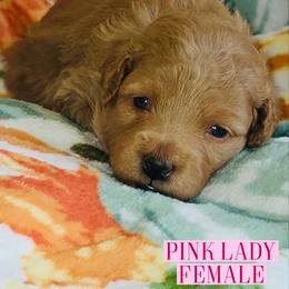 Pink Lady - Red  female Goldendoodle puppy in Beecher, Illinois from Erica’s Doodles