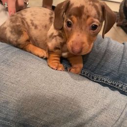Dachshund Puppies from SouthernMama Doxies