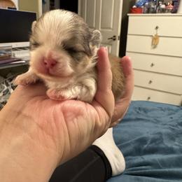 Theodore - Cream parti male Pomeranian puppy in North Port, Florida from POMRITA POM’S