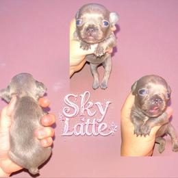 Sky Latte - Blue female French Bulldog puppy in New Castle, Delaware from Sasha’s Elite Kennel LLC