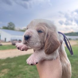 Girl 2 - Red and white female Basset Hound puppy in Conway, Missouri from Ozark Mountain Kennel