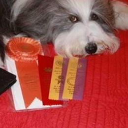 Bearded Collies from Majela Bearded Collie