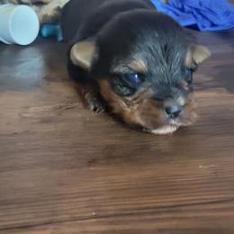 Charlie - Black and tan male Yorkshire Terrier puppy in Chickasha, Oklahoma from SISSYS YORKIES