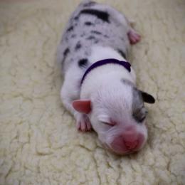 Purple collar - Blue merle and white female Cardigan Welsh Corgi puppy in Omaha, Arkansas from DnD Corgis